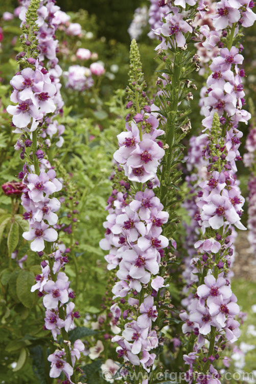 Verbascum 'Southern. Charm', a strain of long-flowering hybrid mulleins raised for use as bedding plants or in perennial borders. They are perennial but tend to be short lived and occur in a range of shades from cream to deep pink. The flower stems are compact and rarely exceed 75cm tall Such hybrids tend to have. Verbascum dumulosum, Verbascum pestalozzae and Verbascum phoeniceum in their parentage. verbascum-3385htm'>Verbascum. <a href='scrophulariaceae-plant-family-photoshtml'>Scrophulariaceae</a>.