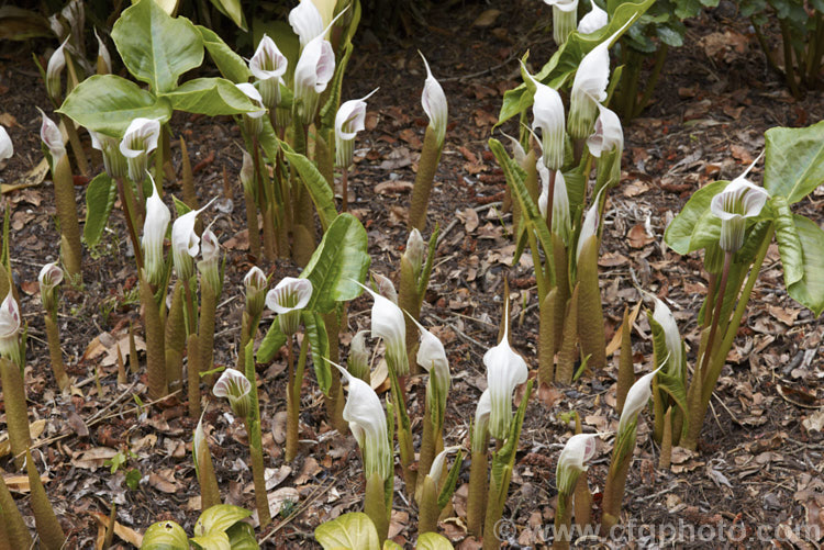 Arisaema candidissimum, a late spring- to early summer-flowering, tuberous-rooted, arum family perennial from western China. It produces one large trifoliate leaf per flower stem but can form a large clump once established. Order: Alismatales, Family: Araceae