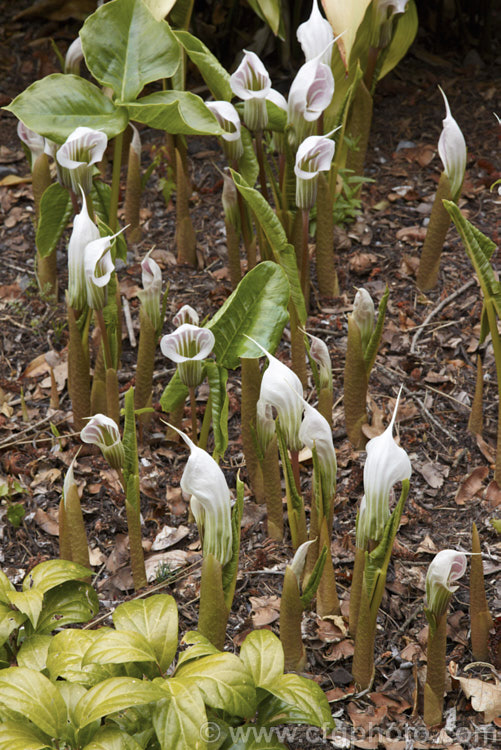 Arisaema candidissimum, a late spring- to early summer-flowering, tuberous-rooted, arum family perennial from western China. It produces one large trifoliate leaf per flower stem but can form a large clump once established. Order: Alismatales, Family: Araceae