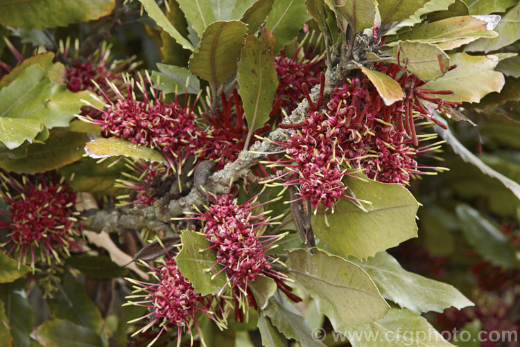 Rewa. Rewa or New Zealand Honeysuckle (<i>Knightia excelsa</i>), a 10-30m tree native to New Zealand A protea family plant, it has beautifully grained wood. The red flowers open from bud clusters covered in red-brown indumentum. knightia-2510htm'>Knightia.