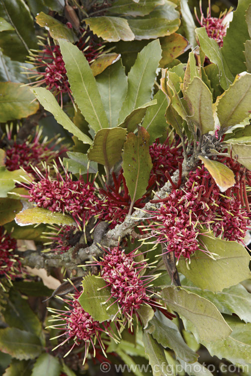 Rewa. Rewa or New Zealand Honeysuckle (<i>Knightia excelsa</i>), a 10-30m tree native to New Zealand A protea family plant, it has beautifully grained wood. The red flowers open from bud clusters covered in red-brown indumentum. knightia-2510htm'>Knightia.