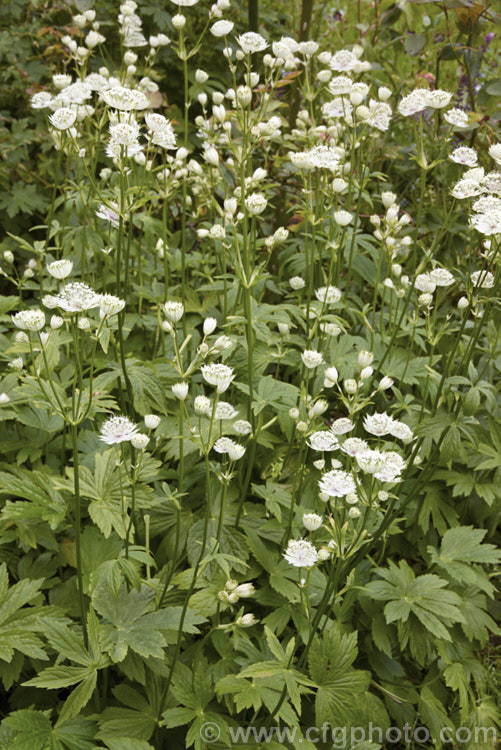 Greater Masterwort (<i>Astrantia major</i>), a much-cultivated central and eastern European perennial the flower stems of which are up to 80cm tall. There are many garden forms. astrantia-2384htm'>Astrantia.