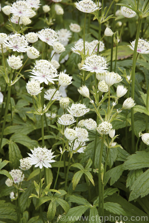 Greater Masterwort (<i>Astrantia major</i>), a much-cultivated central and eastern European perennial the flower stems of which are up to 80cm tall. There are many garden forms. astrantia-2384htm'>Astrantia.