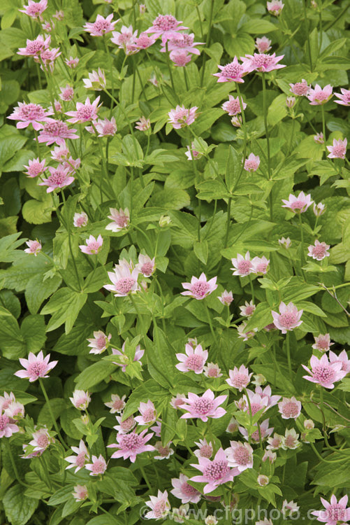 Masterwort (<i>Astrantia maxima</i>), a perennial, 90cm high in flower, native to southern Europe and the Caucasus astrantia-2384htm'>Astrantia.