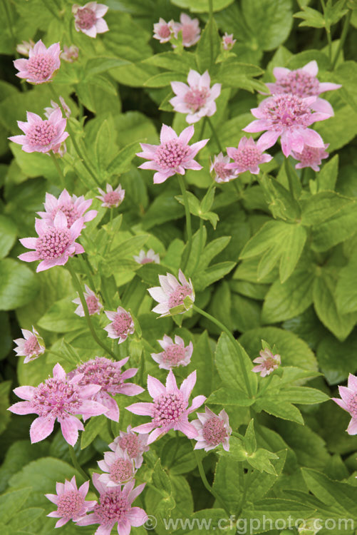 Masterwort (<i>Astrantia maxima</i>), a perennial, 90cm high in flower, native to southern Europe and the Caucasus astrantia-2384htm'>Astrantia.