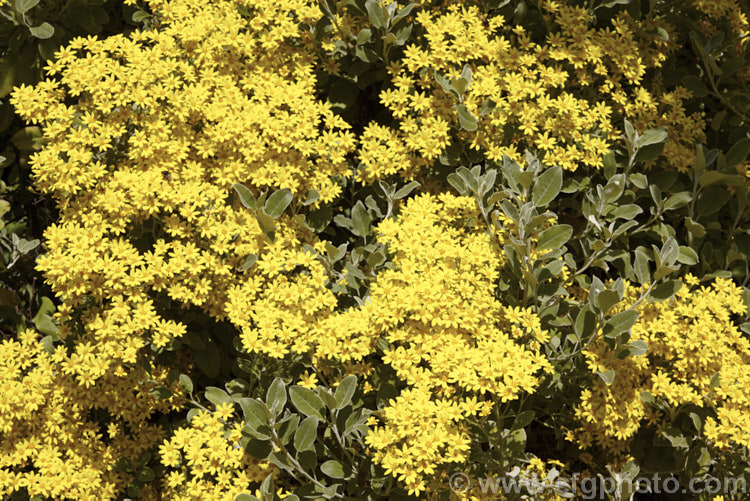 Brachyglottis greyi (syn. Senecio greyi</i>), a tough, silver-leafed shrub native to New Zealand It is very useful for coastal plantings. It grows to around 15m high x 2m wide, blooms heavily in early summer and is very useful for coastal plantings. brachyglottis-2162htm'>Brachyglottis.