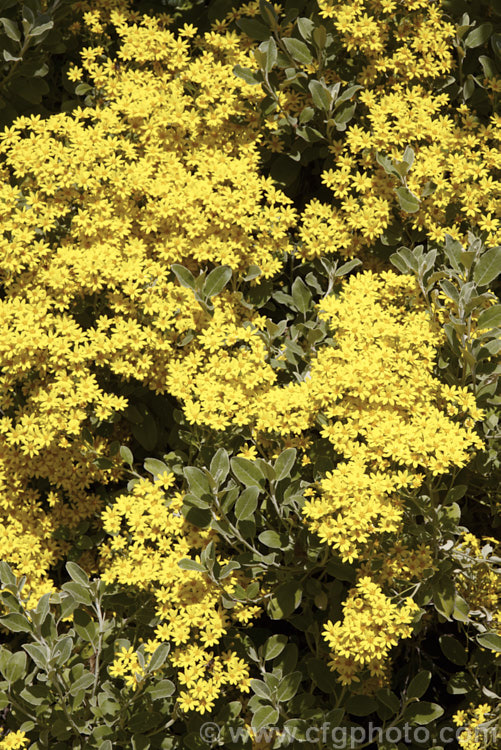 Brachyglottis greyi (syn. Senecio greyi</i>), a tough, silver-leafed shrub native to New Zealand It is very useful for coastal plantings. It grows to around 15m high x 2m wide, blooms heavily in early summer and is very useful for coastal plantings. brachyglottis-2162htm'>Brachyglottis.