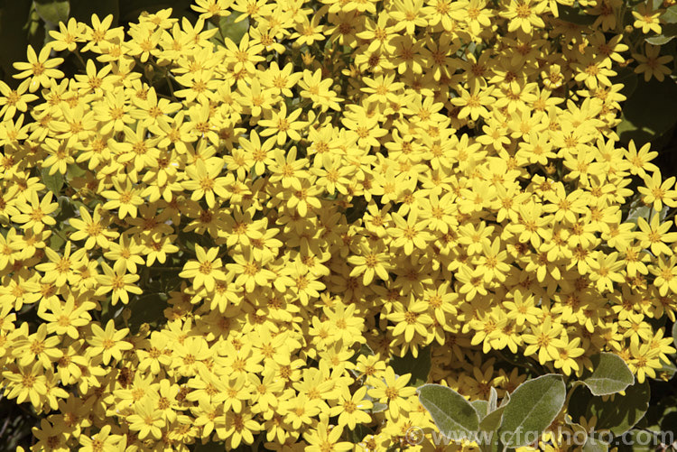 Brachyglottis greyi (syn. Senecio greyi</i>), a tough, silver-leafed shrub native to New Zealand It is very useful for coastal plantings. It grows to around 15m high x 2m wide, blooms heavily in early summer and is very useful for coastal plantings. brachyglottis-2162htm'>Brachyglottis.