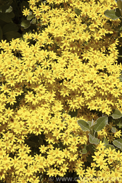 Brachyglottis greyi (syn. Senecio greyi</i>), a tough, silver-leafed shrub native to New Zealand It is very useful for coastal plantings. It grows to around 15m high x 2m wide, blooms heavily in early summer and is very useful for coastal plantings. brachyglottis-2162htm'>Brachyglottis.