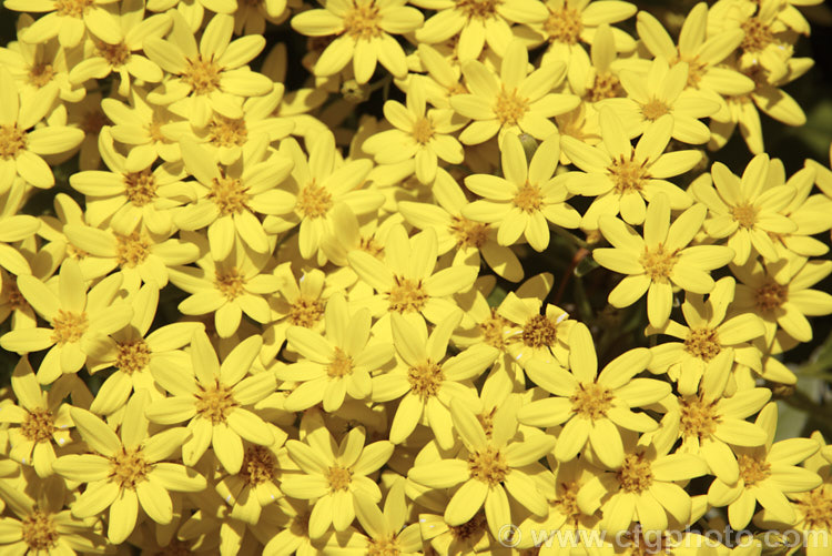 Brachyglottis greyi (syn. Senecio greyi</i>), a tough, silver-leafed shrub native to New Zealand It is very useful for coastal plantings. It grows to around 15m high x 2m wide, blooms heavily in early summer and is very useful for coastal plantings. brachyglottis-2162htm'>Brachyglottis.