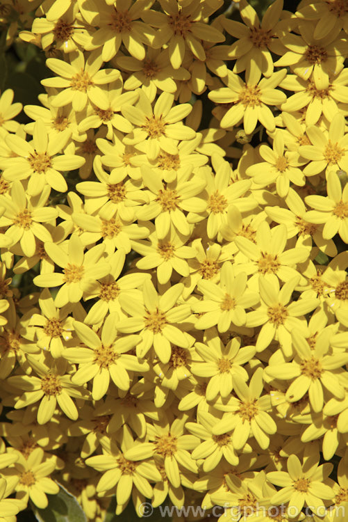 Brachyglottis greyi (syn. Senecio greyi</i>), a tough, silver-leafed shrub native to New Zealand It is very useful for coastal plantings. It grows to around 15m high x 2m wide, blooms heavily in early summer and is very useful for coastal plantings. brachyglottis-2162htm'>Brachyglottis.