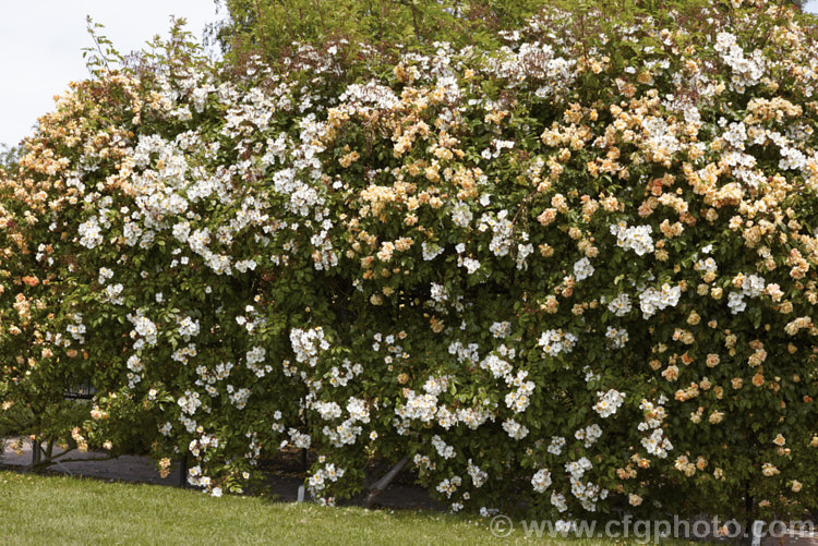 The buff-coloured. Rosa 'Crepuscule', a climbing. Noisette raised by Debreuil of France in 1904, growing with Rosa 'Wedding Day', a rampant once-flowering climbing form of a wild rose that originated in Sussex, England in 1950. Order: Rosales, Family: Rosaceae