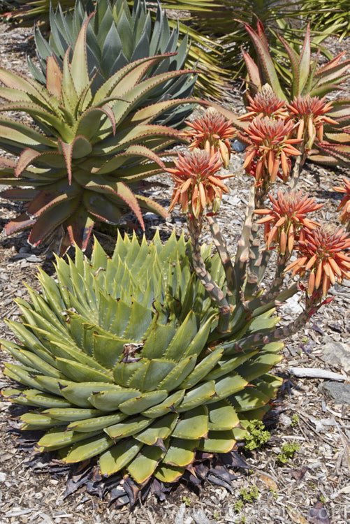 Aloe polyphylla, a spring- to summer-flowering succulent native to Lesotho. It forms spiralled rosettes of pale-edged light green leaves to 30cm long. The 5cm long, red to pink (rarely yellow</i>) flowers are borne in branched inflorescences up to 60cm tall Order: Asparagales, Family: Asphodelaceae