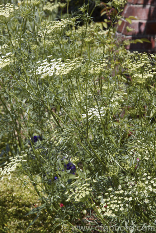 Bishop's Weed or Hogweed (<i>Ammi majus</i>), a 60cm high, summer-flowering annual or short-lived perennial native to the Mediterranean and Eurasian region. Often naturalising freely, it is most at home in wild gardens. Order: Apiales, Family: Apiaceae