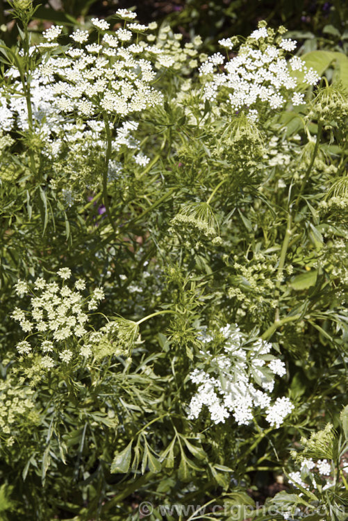 Bishop's Weed or Hogweed (<i>Ammi majus</i>), a 60cm high, summer-flowering annual or short-lived perennial native to the Mediterranean and Eurasian region. Often naturalising freely, it is most at home in wild gardens. Order: Apiales, Family: Apiaceae