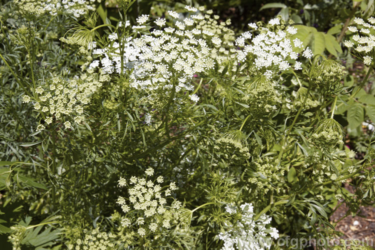 Bishop's Weed or Hogweed (<i>Ammi majus</i>), a 60cm high, summer-flowering annual or short-lived perennial native to the Mediterranean and Eurasian region. Often naturalising freely, it is most at home in wild gardens. Order: Apiales, Family: Apiaceae