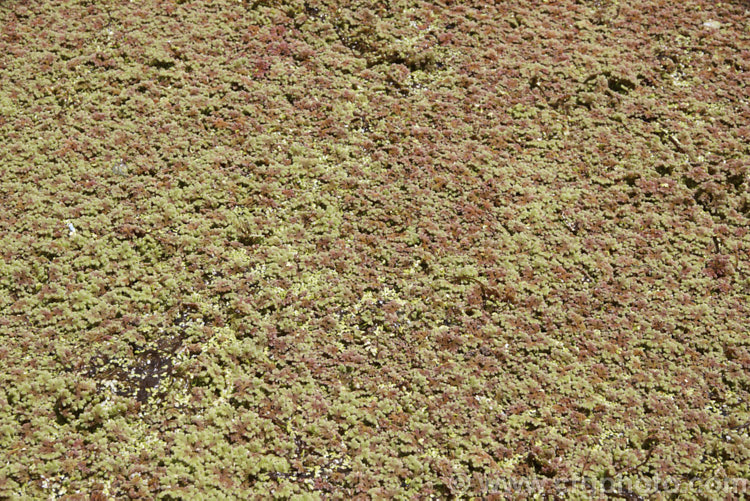 Water. Fern or Fairy Moss (<i>Azolla rubra</i>), one of eight species of very similar floating ferns found throughout the world, that spread quickly in still water. azolla-2392htm'>Azolla. <a href='salviniaceae-plant-family-photoshtml'>Salviniaceae</a>.