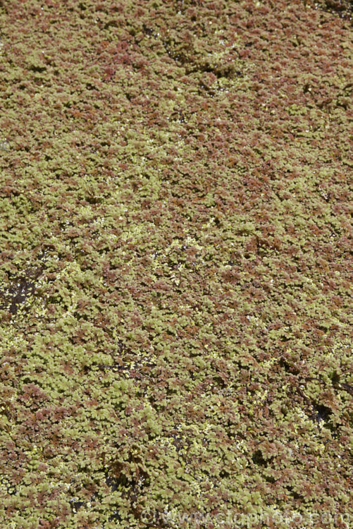 Water. Fern or Fairy Moss (<i>Azolla rubra</i>), one of eight species of very similar floating ferns found throughout the world, that spread quickly in still water. azolla-2392htm'>Azolla. <a href='salviniaceae-plant-family-photoshtml'>Salviniaceae</a>.