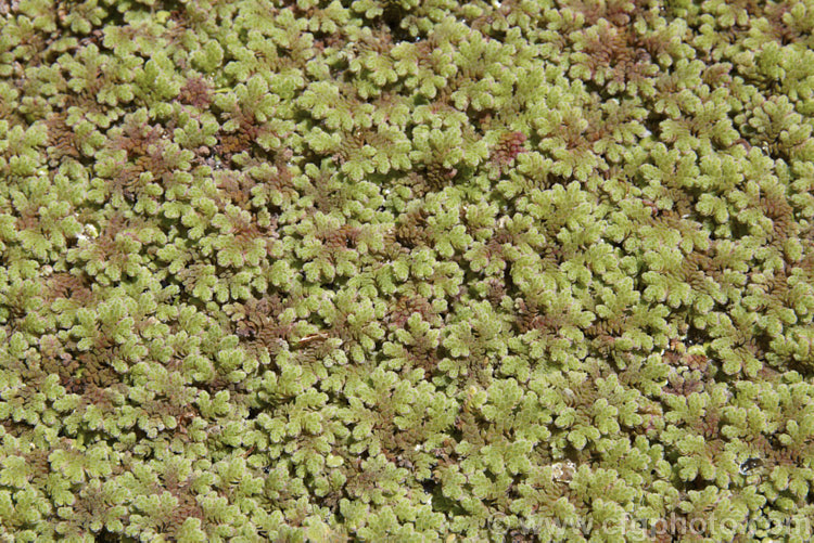 Water. Fern or Fairy Moss (<i>Azolla rubra</i>), one of eight species of very similar floating ferns found throughout the world, that spread quickly in still water. azolla-2392htm'>Azolla. <a href='salviniaceae-plant-family-photoshtml'>Salviniaceae</a>.