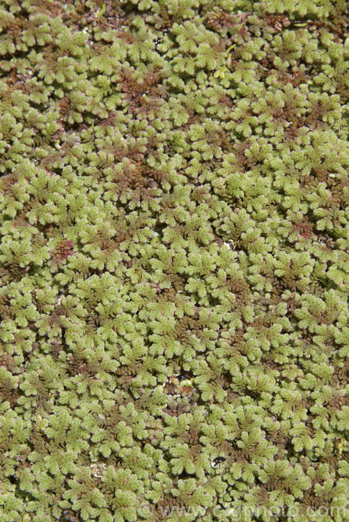 Water. Fern or Fairy Moss (<i>Azolla rubra</i>), one of eight species of very similar floating ferns found throughout the world, that spread quickly in still water. azolla-2392htm'>Azolla. <a href='salviniaceae-plant-family-photoshtml'>Salviniaceae</a>.