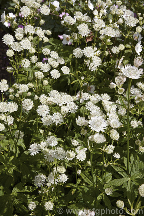 Greater Masterwort (<i>Astrantia major</i>), a much-cultivated central and eastern European perennial the flower stems of which are up to 80cm tall. There are many garden forms. astrantia-2384htm'>Astrantia.