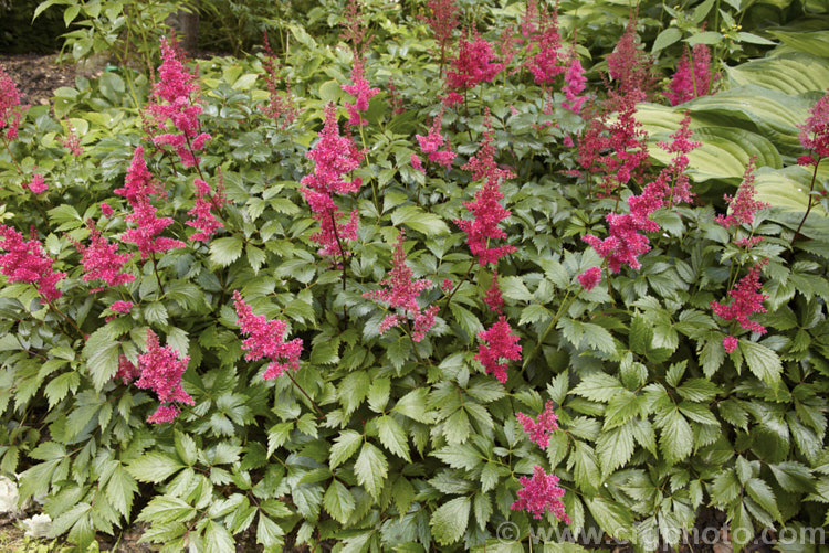 Astilbe x arendsii 'Fanal', a dark-leafed, crimson-flowered hybrid astilbe raised by Georg. Arends of Ronsdorf, Germany in 1933. It flowers early and grows 60 x 80cm tall astilbe-2381htm'>Astilbe. <a href='saxifragaceae-plant-family-photoshtml'>Saxifragaceae</a>.