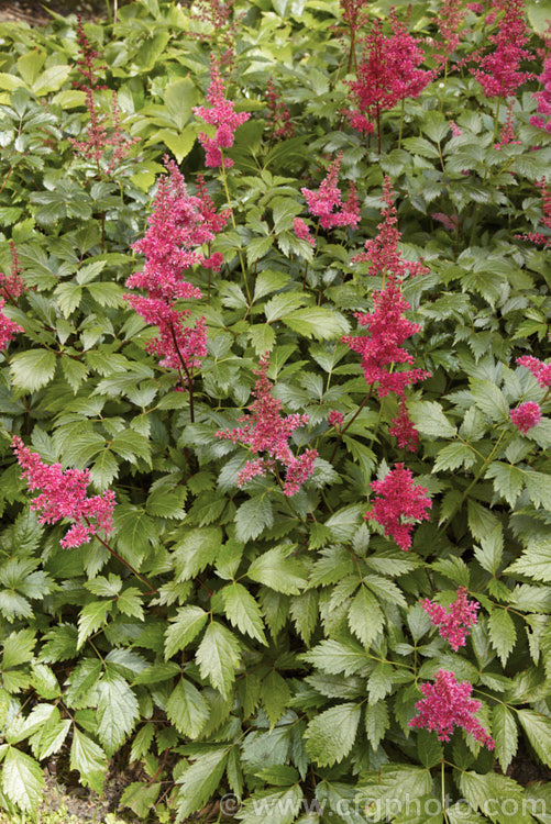 Astilbe x arendsii 'Fanal', a dark-leafed, crimson-flowered hybrid astilbe raised by Georg. Arends of Ronsdorf, Germany in 1933. It flowers early and grows 60 x 80cm tall astilbe-2381htm'>Astilbe. <a href='saxifragaceae-plant-family-photoshtml'>Saxifragaceae</a>.