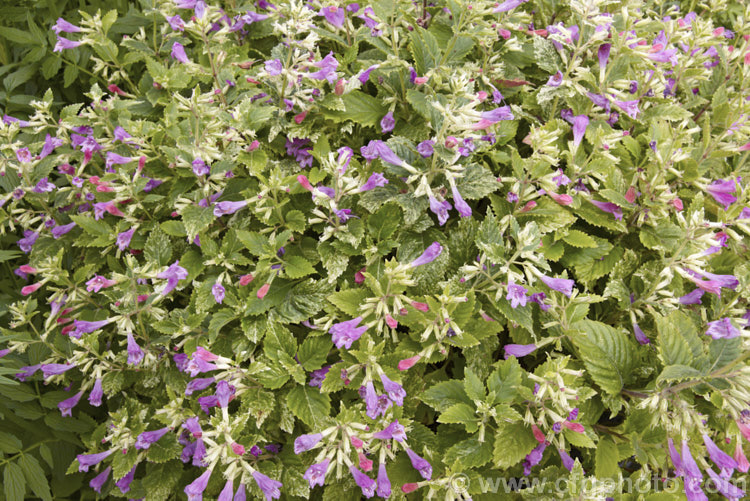 Variegated Large-flowered Calamint (<i>Calamintha grandiflora 'Variegata' [syn 'Forncett. Form'), a compact variegated cultivar of a rhizomatous herbaceous perennial found from southeastern Europe to northern Iran. It produces its showy purple-pink flowers in summer but is mainly grown for its foliage.