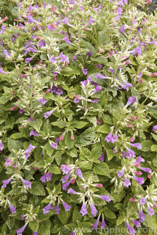 Variegated Large-flowered Calamint (<i>Calamintha grandiflora 'Variegata' [syn 'Forncett. Form'), a compact variegated cultivar of a rhizomatous herbaceous perennial found from southeastern Europe to northern Iran. It produces its showy purple-pink flowers in summer but is mainly grown for its foliage.