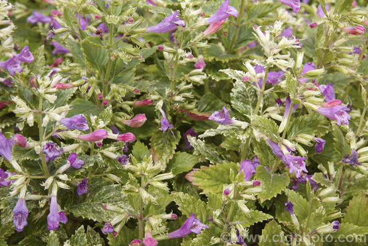 Variegated Large-flowered Calamint (<i>Calamintha grandiflora 'Variegata' [syn 'Forncett. Form'), a compact variegated cultivar of a rhizomatous herbaceous perennial found from southeastern Europe to northern Iran. It produces its showy purple-pink flowers in summer but is mainly grown for its foliage.