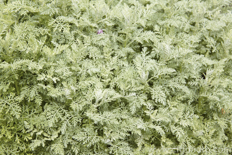 Roman Wormwood (<i>Artemisia pontica</i>), an aromatic, summer-flowering, spreading, 80cm high perennial native to central and eastern Europe. The small grey-green flowers can be difficult to distinguish form the foliage. artemisia-2364htm'>Artemisia.