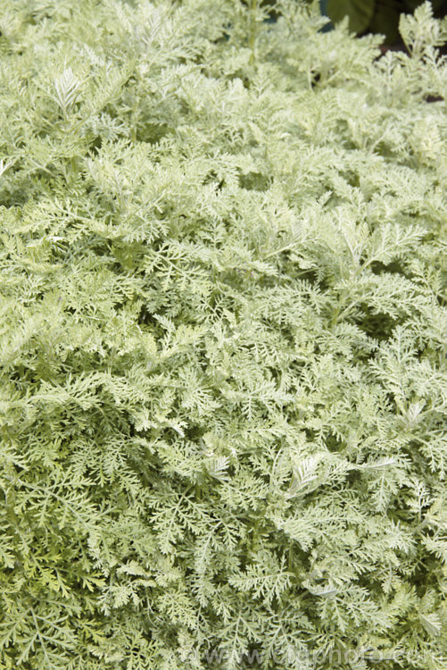 Roman Wormwood (<i>Artemisia pontica</i>), an aromatic, summer-flowering, spreading, 80cm high perennial native to central and eastern Europe. The small grey-green flowers can be difficult to distinguish form the foliage. artemisia-2364htm'>Artemisia.