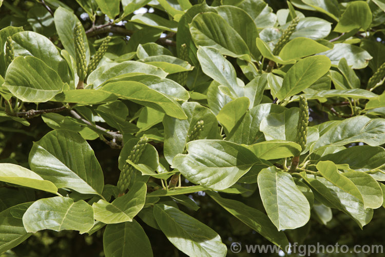 The mature foliage and fruiting bodies of the Yulan or Lily. Tree (<i>Magnolia denudata [syn. Magnolia heptapeta]), a deciduous tree up to 15m tall This early-flowering magnolia from eastern and southern China has slightly citrus scented, pure white flowers. Order: Magnoliales, Family: Magnoliaceae