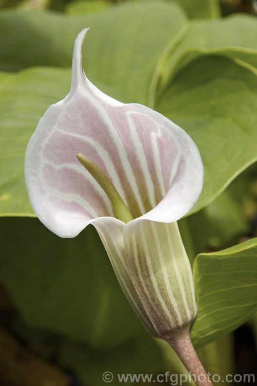 Arisaema candidissimum, a late spring- to early summer-flowering, tuberous-rooted, arum family perennial from western China. It produces one large trifoliate leaf per flower stem but can form a large clump once established. Order: Alismatales, Family: Araceae