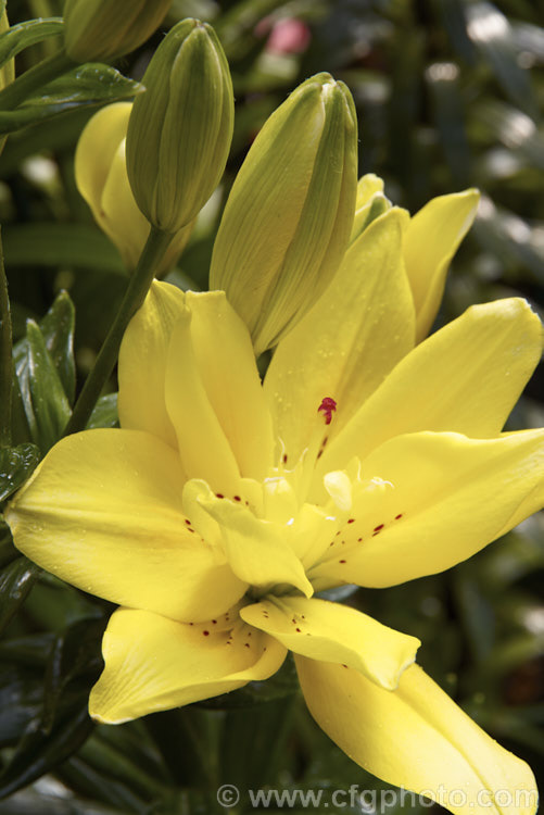 Lilium 'Fata. Morgana', a double flowered, or perhaps more accurately a petaloid centredAsiatic. Lily. This fairly compact lily grows to around 90cm tall and because its stamens have mutated into petals it does not produce any pollen, which is an advantage when used as a cut flower. lilium-2171htm'>Lilium. <a href='liliaceae-plant-family-photoshtml'>Liliaceae</a>.