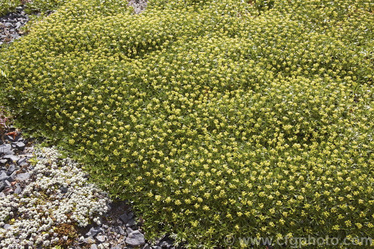 Azorella trifurcata, a cushion-forming evergreen perennial fromChile and Argentina. The small greenish flower heads form in summer but are not really a feature on a plant grown mainly for its contour-hugging form. azorella-2393htm'>Azorella.