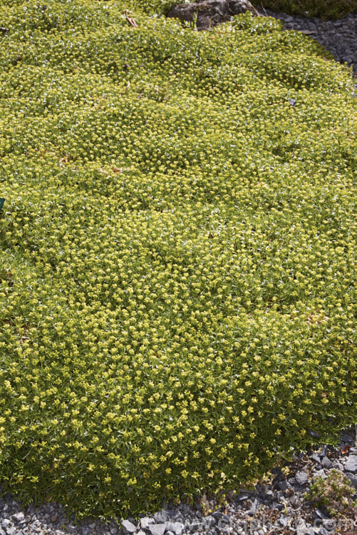 Azorella trifurcata, a cushion-forming evergreen perennial fromChile and Argentina. The small greenish flower heads form in summer but are not really a feature on a plant grown mainly for its contour-hugging form. azorella-2393htm'>Azorella.