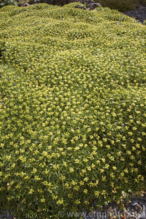 Azorella trifurcata, a cushion-forming evergreen perennial fromChile and Argentina. The small greenish flower heads form in summer but are not really a feature on a plant grown mainly for its contour-hugging form. azorella-2393htm'>Azorella.