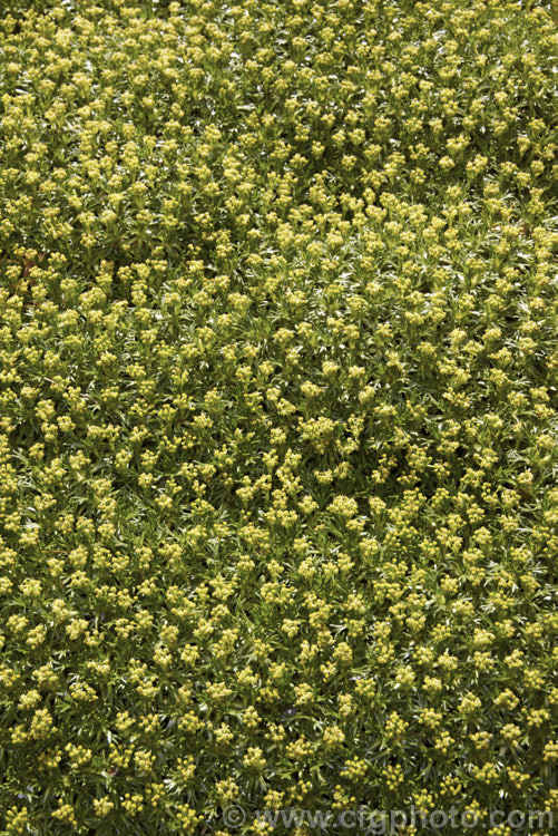 Azorella trifurcata, a cushion-forming evergreen perennial fromChile and Argentina. The small greenish flower heads form in summer but are not really a feature on a plant grown mainly for its contour-hugging form. azorella-2393htm'>Azorella.