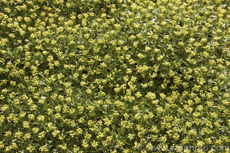 Flowerheads of Azorella trifurcata, a cushion-forming evergreen perennial fromChile and Argentina. The small greenish flower heads form in summer but are not really a feature on a plant grown mainly for its contour-hugging form. azorella-2393htm'>Azorella.