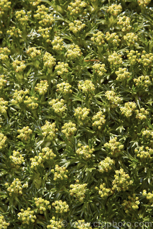 Flowerheads of Azorella trifurcata, a cushion-forming evergreen perennial fromChile and Argentina. The small greenish flower heads form in summer but are not really a feature on a plant grown mainly for its contour-hugging form. azorella-2393htm'>Azorella.