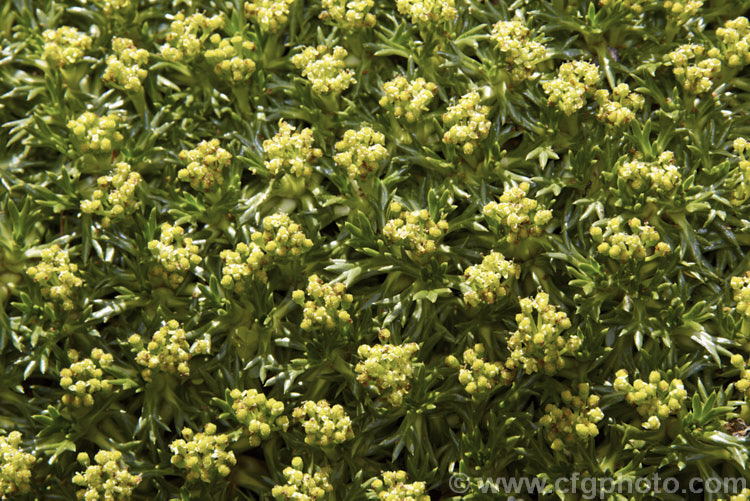 Flowerheads of Azorella trifurcata, a cushion-forming evergreen perennial fromChile and Argentina. The small greenish flower heads form in summer but are not really a feature on a plant grown mainly for its contour-hugging form. azorella-2393htm'>Azorella.