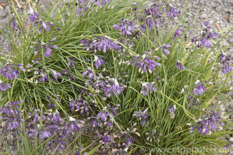 Allium cyathophorum var. farreri, a variety of a Chinese bulb of the onion family. Sometimes sold as Allium tibeticum, it is remarkably adaptable in cultivation and popular for use in rockeries. allium-2045htm'>Allium.