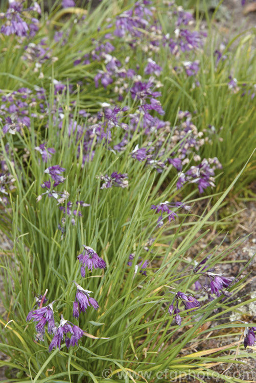 Allium cyathophorum var. farreri, a variety of a Chinese bulb of the onion family. Sometimes sold as Allium tibeticum, it is remarkably adaptable in cultivation and popular for use in rockeries. allium-2045htm'>Allium.