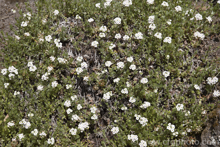 Androsace lanuginosa, a creeping silver-leafed, summer-flowering perennial native to the Himalayan region. Although it rather resembles an alpine forget-me-not, it is actually part of the primula family. Order: Ericales, Family: Primulaceae