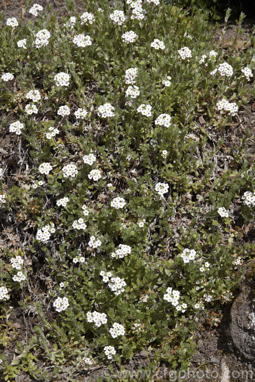 Androsace lanuginosa, a creeping silver-leafed, summer-flowering perennial native to the Himalayan region. Although it rather resembles an alpine forget-me-not, it is actually part of the primula family. Order: Ericales, Family: Primulaceae