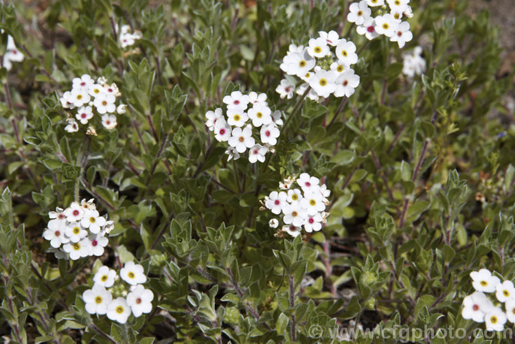 Androsace lanuginosa, a creeping silver-leafed, summer-flowering perennial native to the Himalayan region. Although it rather resembles an alpine forget-me-not, it is actually part of the primula family. Order: Ericales, Family: Primulaceae