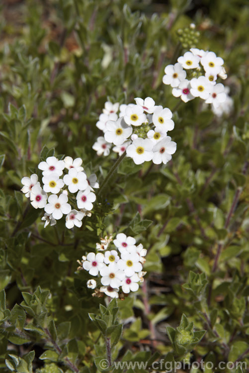 Androsace lanuginosa, a creeping silver-leafed, summer-flowering perennial native to the Himalayan region. Although it rather resembles an alpine forget-me-not, it is actually part of the primula family. Order: Ericales, Family: Primulaceae