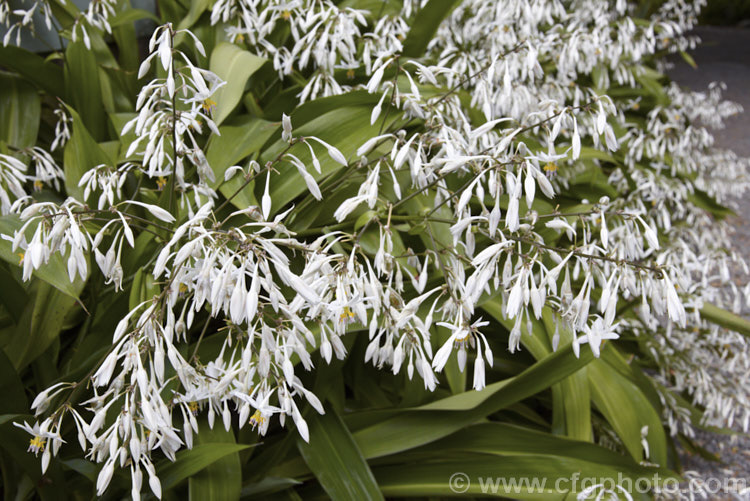 Renga. Renga. Lily or Rock Lily (<i>Arthropodium cirratum [syn. Arthropodium cirrhatum]), a strappy-leafed evergreen perennial native to New Zealand Develops into a 40-60cm high foliage clump with sprays of small white flowers in summer. arthropodium-2365htm'>Arthropodium.