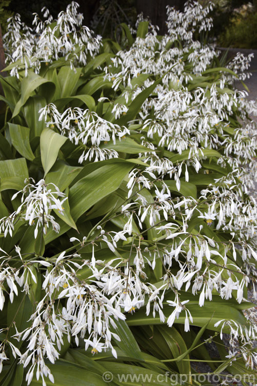 Renga. Renga. Lily or Rock Lily (<i>Arthropodium cirratum [syn. Arthropodium cirrhatum]), a strappy-leafed evergreen perennial native to New Zealand Develops into a 40-60cm high foliage clump with sprays of small white flowers in summer. arthropodium-2365htm'>Arthropodium.